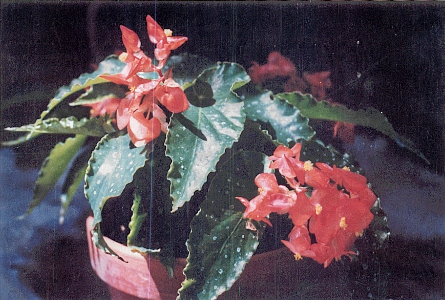 B. ‘Yubae’